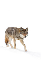 A lone coyote Canis latrans isolated on white background walking and hunting in the winter snow in Canada