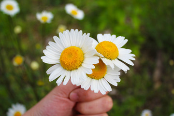 Wild Daisy white Flower in one sunny day, meadow, wild, medicine herbs and flowers