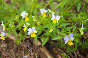 Viole tricolor flower, medicine plant, healthy herb