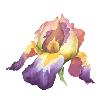 watercolor purple iris flower isolted on white background