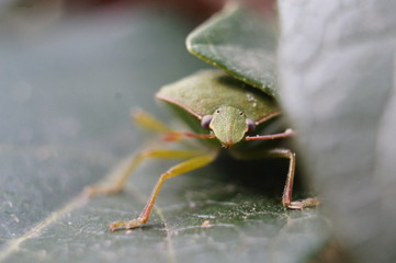 Macro Photo in Provence