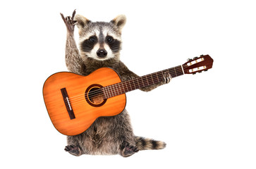 Funny raccoon with  acoustic guitar, showing a rock gesture, isolated on white background