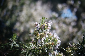 Macro Photo in Provence