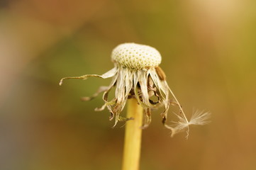 Macro Photo in Provence