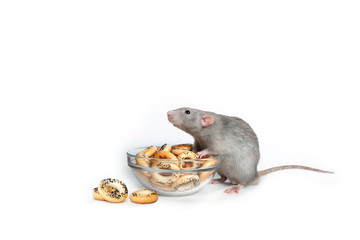 A charming dumbo rat on a white isolated background eats drying. Cute pet. The symbol of 2020. Chinese New Year. Copy spase.