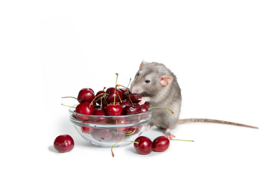 Chinese New Year. Charming dambo rat on a white isolated background eats a sweet cherry. Cute pet. The symbol of 2020.