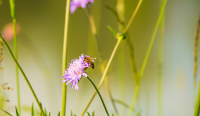 A bee climbs on a flower to gather pollen.