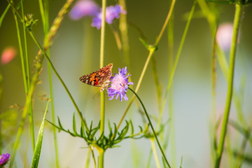 A butterfly drinks nectar from a wildflower