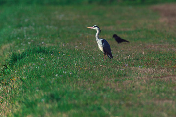Grey heron in sunny meadow in springtime.