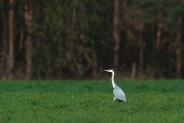 Fototapeta premium Grey heron in meadow at forest edge in early spring.
