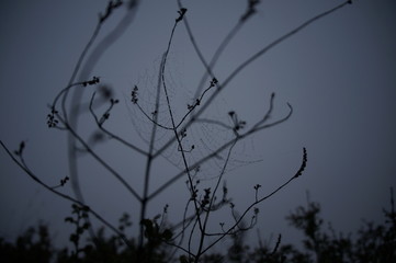 Macro Photo in Provence