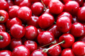 Close up of a pile of ripe cherries with stalks and leaves. A large collection of fresh red cherries. Ripe cherry background. Close-up.
