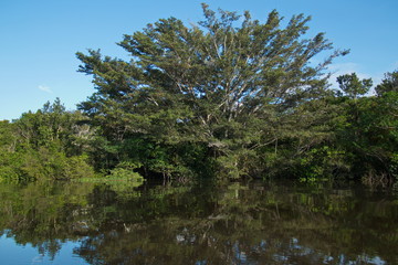 Mirroring of trees in the rainforest near Puerto Narino at Amazonas river in Colombia