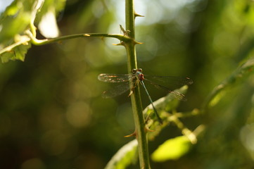 Macro Photo in Provence