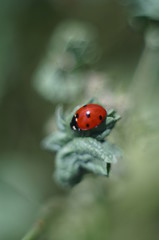 Fototapeta premium Macro Photo in Provence