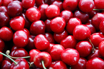 Close up of a pile of ripe cherries with stalks and leaves. A large collection of fresh red cherries. Ripe cherry background. Close-up.