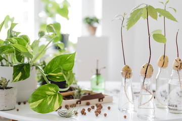 Stylish and botany composition of home interior garden filled a lot of plants in different design, elegant pots and avocado plants in glass bottles on the white table. Spring green blossom. Template.