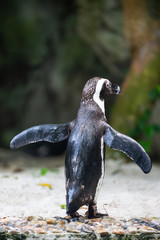 Fototapeta premium Back view of a jackass penguin with its flippers raised