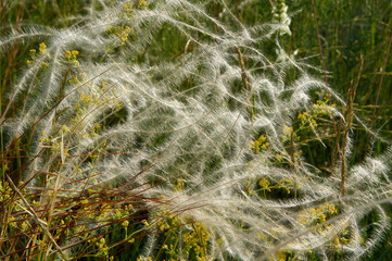 Feather-Grass and Yellow Wildflowers.