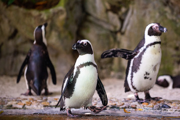 A group of jackass penguin