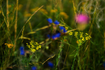 Field flowers Spurge wheaten