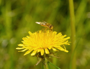 Yellow striped fly sitting on a dandelion flower close-up