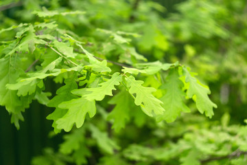 green oak leaves selective focus