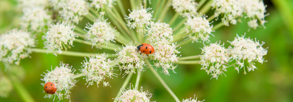 Beautiful summer panoramic background, banner with ladybugs on white wildflowers. Summer meadow with flowers and insects - macro.