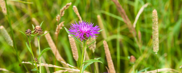 Natural panoramic background, banner, template - green summer meadow with a flower in the foreground closeup