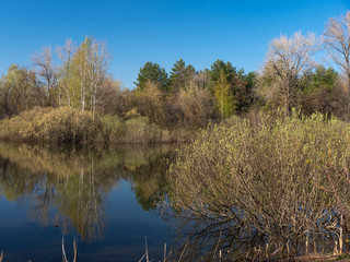 Fototapeta na wymiar Spring woodland landscape - forest lake on a sunny day