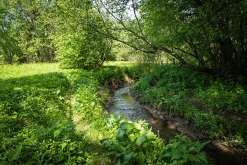 Summer woodland landscape - forest stream among trees on a sunny day