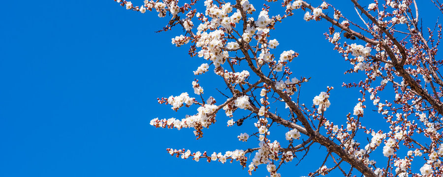 Natural panoramic background, banner, template - apricot blossom with beautiful white flowers and blue sky