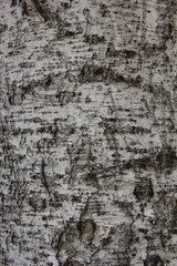textural black white birch tree background