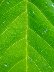 Droplet water on green leaves texture background.
