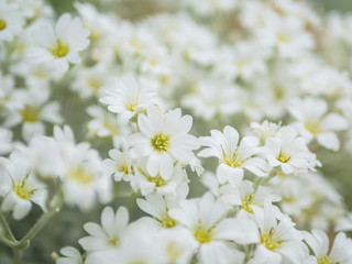 Obraz na płótnie Canvas White flowers blooming close up.