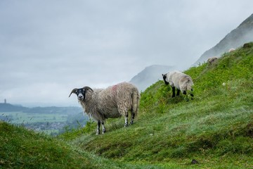 sheep on the Hills, woodhill, Woodpark, Scotland 