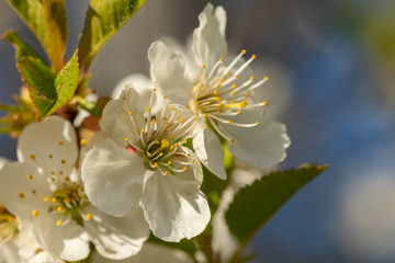 Close up of white apple bloom in sunlight