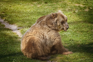 Brown bear on the green grass