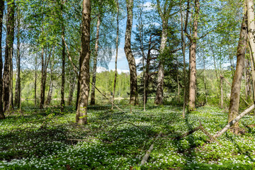 Forest filled with wood anemone flowers