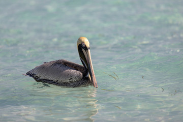 Braunpelikan schwimmt in der Karibik