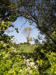 trees and blue sky