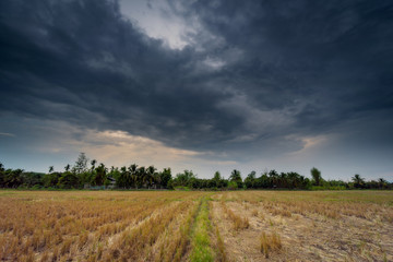 Field agriculture and rain clouds with sunrays