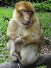 Fototapeta premium Berberaffen