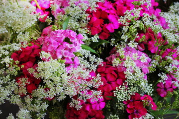 Beautiful summer flowers. Bouquet of pink William background.