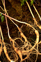Korean ginseng roots, Chinese herbal medicine 