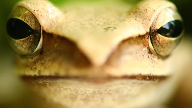 Flying tree frog head mouth and eyes macro portrait close up static shot, sat amongst green foliage with bokeh background. Golden tree frog, amphibian animal.