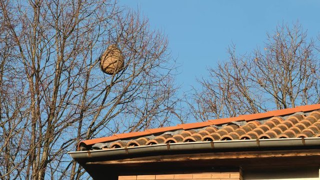 Gigantic asian hornet, vespa velutina, nest  hanging in tree next to a house roof in South Europe