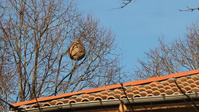 Gigantic asian hornet nest  swinging in tree next to a house. Autumn leaves fall reaveling impressive invasive species, Vespa Velutina, nest in South of France. 