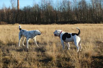 Two dogs at walk on autumn field at dawn