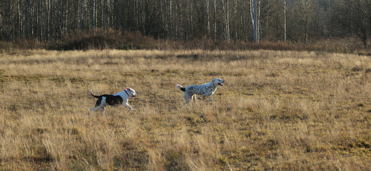 Two dogs at walk on autumn field at dawn